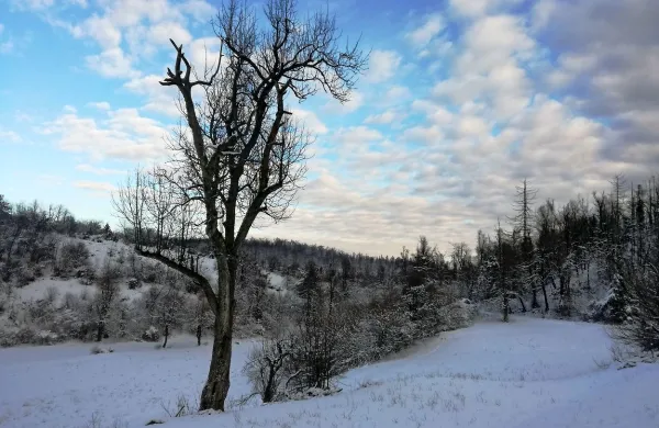 Snežna idila v okolici vasi Laže pri Senožečah.