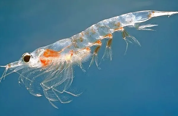 Raki v Južnem oceanu se zaradi podnebnih sprememb selijo proti Antarktiki