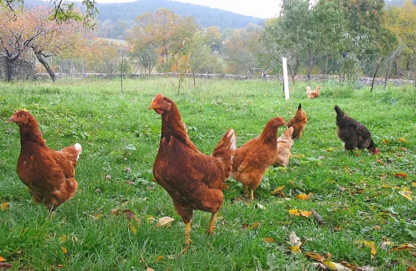 Fotografija je simbolična.