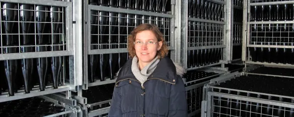 Ana Peršurič med steklenicami, v katerih zorijo njihove penine.