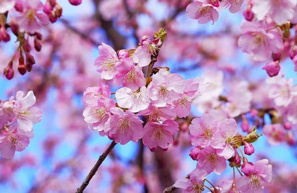 Na Japonskem pričakujejo čarobno cvetenje če&scaron;enj