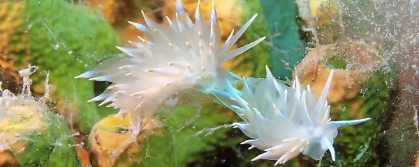   Hladnoljubna gološkrgarja vrste Eubranchus tricolor.