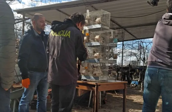 Med preiskavo so policisti zasegli 20 zaščitenih ptic.