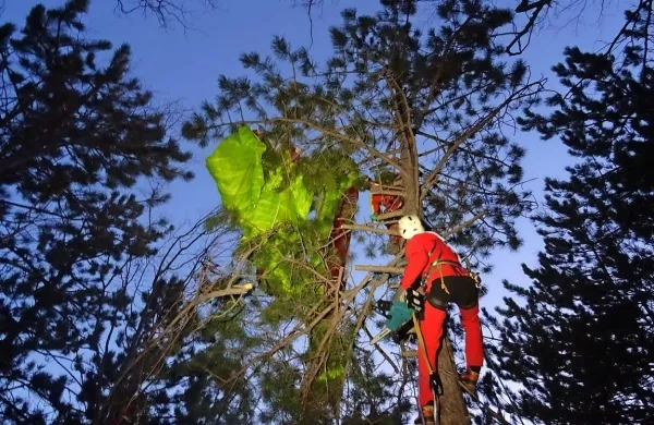Celjski padalec je sam sestopil z drevesa, njegovo padalo pa so 
sneli ajdovski gorski reševalci.