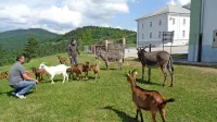 V Parku vojaške zgodovine v Pivki so uspeli breme nekdanje vojske 
spremeniti v razvojno priložnost, v skrb za okolico pa so vključili 
tudi drobnico.
