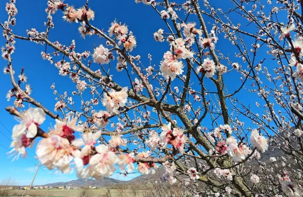 Marelice že cvetijo. Sadjarji pa se, tako kot vsako leto, bojijo 
morebitne pozebe, še posebej v nižjih legah in dolinah.