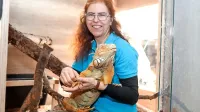 Nika Leben z legvanom Lennyjem, najbolj prepoznavnim primerkom koprskega  vivarija