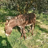 Osel se je sprehajal po cesti