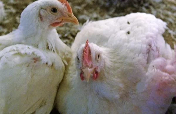 Nekateri skušajo poslati v tujino tudi žive piščance.
