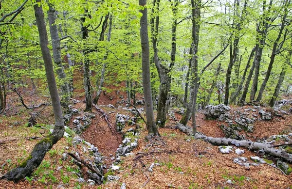 Gozdovi ohranjajo čist zrak, tla in vodo