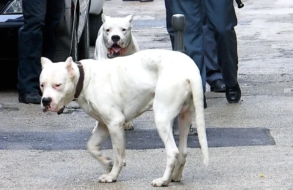 Dojenčico je napadla argentinska doga. Fotografija je simbolična.