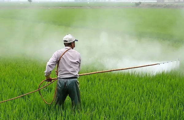  Porota sodišča v San Franciscu je presodila, da Monsanto ni storil 
dovolj pri opozarjanju uporabnikov o tveganjih herbicida, ki 
vsebuje sporni glifosat. Fotografija je simbolična.