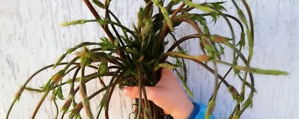 Šopek divjega hmelja za boljše zdravje