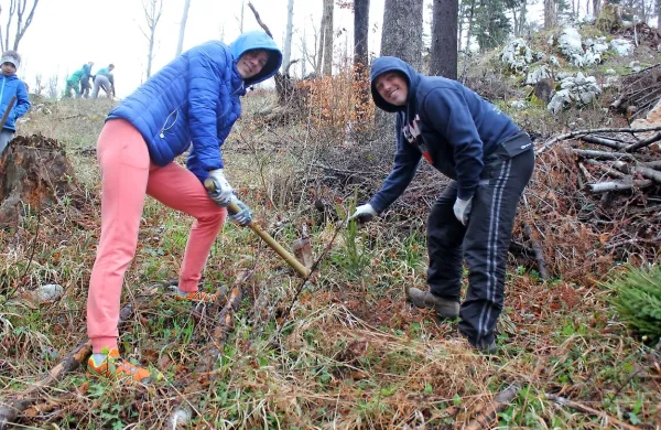 Prostovoljci pri Postojni posadili 2100 mladih dreves