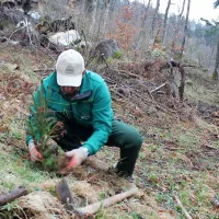 Prostovoljci pri Postojni posadili 2100 mladih dreves