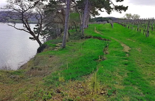 Na  Debelem rtiču so zasadili več kot 350 sadik avtohtonega 
puhastega hrasta, črnega in belega gabra, maklena, skorša in 
bora.