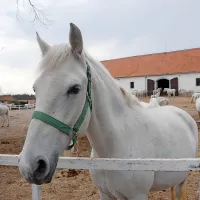 Lipicance prodajajo zaradi pomladitve črede