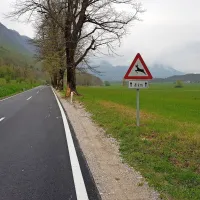 Kako silovit je bil trk v lipo v drevoredu pri Starem selu, razkriva 
poškodba njenega debla.  