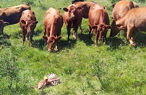 Krave si žalostno ogledujejo, kaj je po nočni volčji pojedini ostalo 
od komaj skotenega teleta.