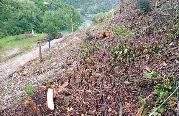 Drevesa so padla zaradi vedute