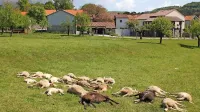 Volkovi so v noči na 1. maj napadli ovčjo čredo v neposredni bližini 
vasi.