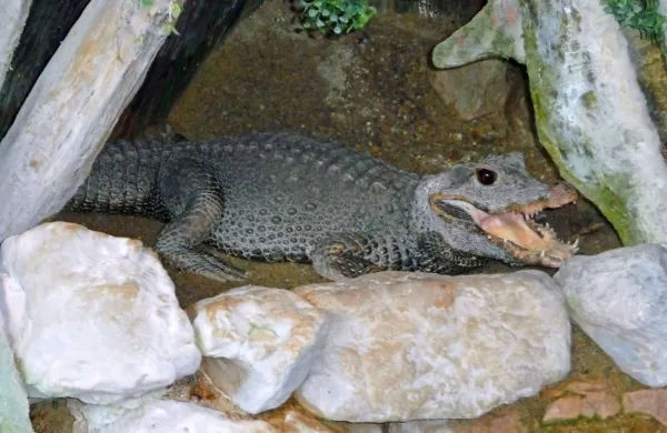 Fotografija je simbolična.