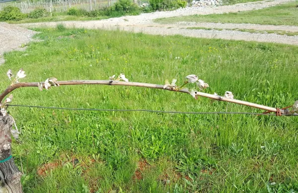 Trte bodo preživele, pridelka pa bo letos verjetno le za vzorec.