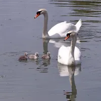 Tata se je rekreiral v kanalu, mama pa je v gnezdu čuvala mladiče