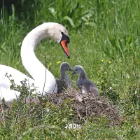 Tata se je rekreiral v kanalu, mama pa je v gnezdu čuvala mladiče