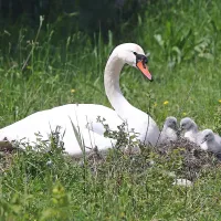 Tata se je rekreiral v kanalu, mama pa je v gnezdu čuvala mladiče