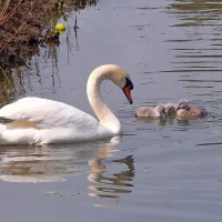 Tata se je rekreiral v kanalu, mama pa je v gnezdu čuvala mladiče