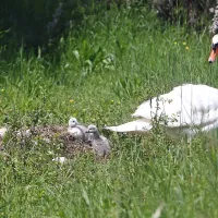 Tata se je rekreiral v kanalu, mama pa je v gnezdu čuvala mladiče
