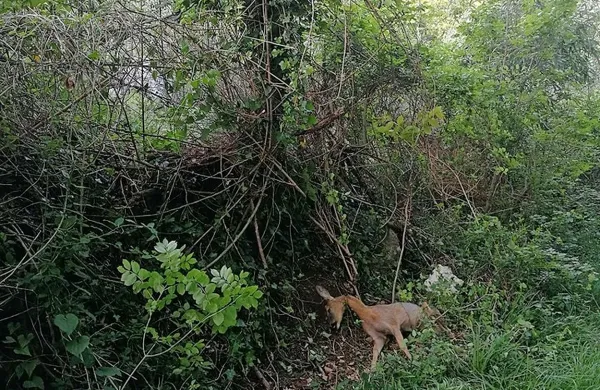 Koprski lovci so pred dnevi med Staro Semedelo in Olmom v zanki 
našli poginulo srno. 
