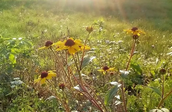 Danes na Primorskem sonce