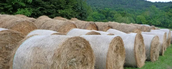 Zakaj se na&scaron;a materin&scaron;čina deli na množico narečij?