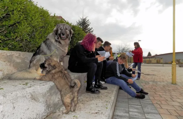 Kra&scaron;ki ovčarji v O&Scaron; Dutovlje