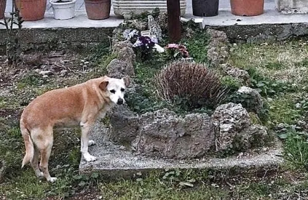 Nicoletta je vsak dan bedela na grobu svojega lastnika, ki je umrl 
pred desetimi leti.