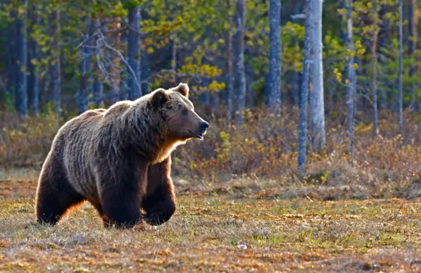 Zahtevajo izredni odstrel medvedov in volkov na območjih, ker se 
pojavljajo napadi na rejne živali, medtem ko bi šakala proglasili za 
lovno divjad.