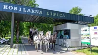 Andreas in Ute Matern sta včeraj s štirimi belimi slovenskimi in 
enim črnim hrvaškim lipicancem  krenila na pot proti Dunaju.