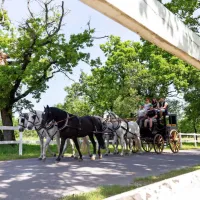 Z vprego iz lipi&scaron;ke kobilarne na Dunaj