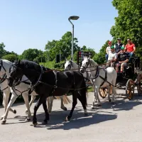 Z vprego iz lipi&scaron;ke kobilarne na Dunaj