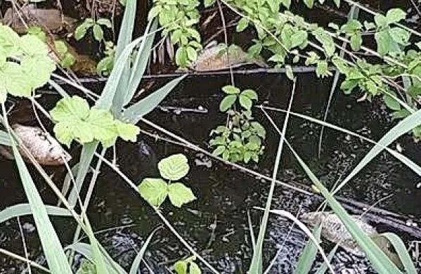 Bralec je v fotografski objektiv ujel nekaj poginulih rib na širšem 
območju Škocjanskega zatoka. 