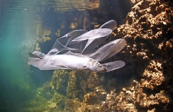 

V južne dele hrvaškega Jadranskega morja večina plastičnih 
odpadkov, približno 90 odstotkov, pride z vetrom in morskimi 
tokovi iz Albanije, poroča danes hrvaški novičarski portal index.hr.