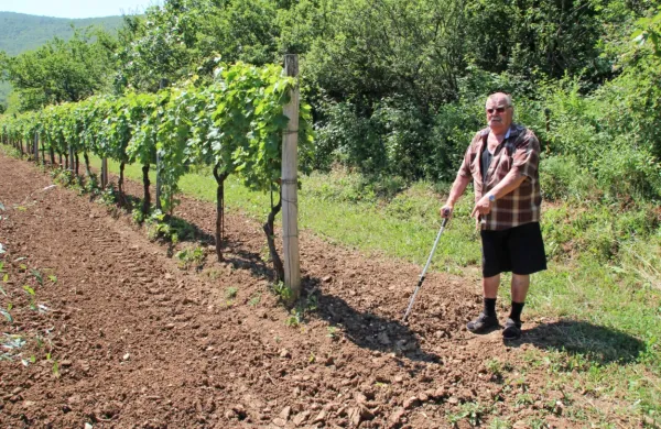 Oskar Kocjančič v svojem vinogradu pod progo.