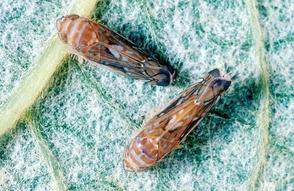 Uprava RS za varno hrano, veterinarstvo in varstvo rastlin tudi 
letos opozarja vinogradnike na obvezno zatiranje ameriškega 
škržatka, prenašalca zlate trsne rumenice, nevarne karantenske 
bolezni trte. 