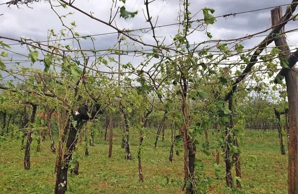 Največ škode je toča povzročila  v Škrbini v vinogradih z latniki. Ti 
so zdaj skoraj povsem goli. 