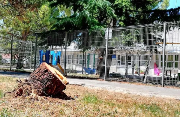 Je padcu pinije &ldquo;pripomogla&rdquo; člove&scaron;ka roka?