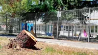 Je padcu pinije &ldquo;pripomogla&rdquo; člove&scaron;ka roka?