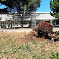 Je padcu pinije &ldquo;pripomogla&rdquo; člove&scaron;ka roka?