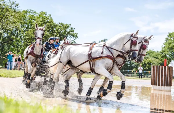 Najbolj zanimivo vzdušje se v Lipici obeta v soboto, ko bo na 
sporedu maratonska vožnja.